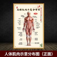中医养生人体肌肉示意分布图大挂图高清人体骨骼肌肉结构图全身ys 人体肌肉示意分布图 正面 70X100CM