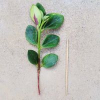 [四季开花]金鱼吊兰盆栽 聚财盆栽 植物花卉室内阳台吸甲醛好养 瘦干插芊苗 如图 成活率低 不推荐