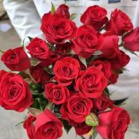 云南基地鲜花花束多头玫瑰花卉真花蔷薇家用水培水养插花直批同城 红泡泡8枝赠2枝防损 +(进口)保鲜剂1袋