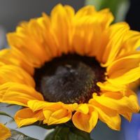 向日葵鲜花太阳花水养鲜切花花束云南昆明基地直发办公室家用插花 向日葵1支+送保鲜剂