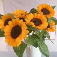 云南鲜花基地直发玫瑰百合康乃馨向日葵洋桔梗鲜花速递礼物 向日葵10支1支不赔