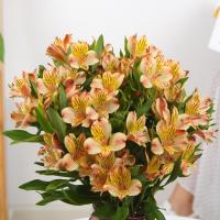 鲜花云南直发水仙百合花家庭生活用花直批花束六出花全国速递昆明 橙色水仙百合8枝送2枝+进口保鲜剂