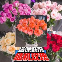 七夕情人节真花玫瑰花云南昆明基地鲜花直批发家用水养插花束 10支-机单色玫瑰