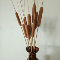 天然香蒲棒干花家居装饰摆件摄影道具水蜡烛风干植物干枝蒲绒安神 5只60厘米高价格