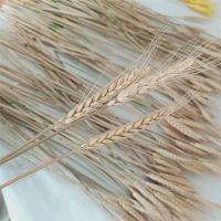 天然麦穗干花花束开业大麦干花田园装饰摆件拍摄道具干花真花 原色麦穗100支 [高约55厘米]