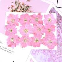 林小宅脸上的饰品面部贴花脸部干花脸贴花瓣妆容妆面 飞燕花(送脸贴胶)