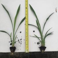 姜荷花带花苞带花原盆原土,一盆5-6颗苗, 姜荷花小苗1颗