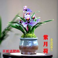 [金边兰花]矮种四季兰艺草兰花建兰浓香型兰花室内绿植盆栽好养 掌柜推荐 紫月荷 1苗(无赠品不包活)