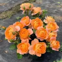 月季花苗特大花卉绿植物室内盆栽玫瑰果汁阳台蔷薇花爬藤四季开花 果汁阳台(大花)四季开花 不含盆[小苗高15--20厘米左