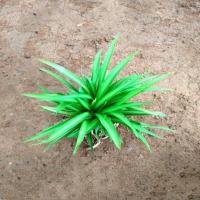 紫罗兰紫叶吊竹梅吊兰室内室外盆栽花卉 青叶吊兰 不含盆