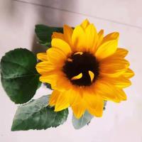 [20公分高]矮向日葵盆栽带花苞发货阳台客厅净化空气观赏绿植 向日葵1棵(20公分左右) 不带盆