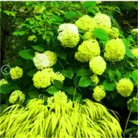 [绣球老桩发货]无尽夏大苗 庭院 四季开花盆栽阳台室内花卉植物 绿宝石 2年苗[不包活]