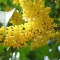 桂花树苗盆栽庭院四季开花浓香型金桂大树庭院绿植室内花卉除甲醛 金桂 2年苗不包活