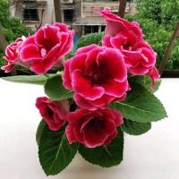 大岩桐花苗重瓣带花苞盆栽四季开花卉好养易活芙蓉花盆景室内植物 大红花