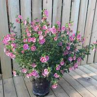 棒棒糖木槿花苗盆栽地栽重瓣花卉 庭院阳台植物耐寒 耐热好养绿植 小木槿重瓣花2年苗[买一发三]