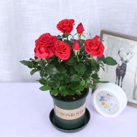 玫瑰花盆栽带花苞欧洲月季带花苞绿植物室内阳台庭院四季开花好养 中国红