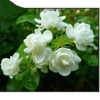 茉莉花盆栽带花苞浓香型好养带盆茉莉花苗室内外阳台驱蚊花卉植物 2棵小苗不带花苞不保成活