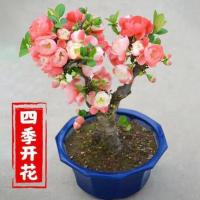 [精品造型海棠]海棠花盆栽地栽四季开花海棠树苗造型盆景南北方 红玉海棠 4年苗[处理苗一棵 ]