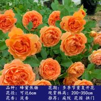 藤本月季大苗带花苞居家月季藤蔓花卉耐寒耐高温庭院植物开花对版 蜂蜜焦糖 40--60公分当年开花