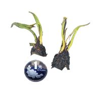 特价睡莲带花苞根块四季水培植物盆栽室内外鱼缸池塘莲花易养花卉 迷你-当年不开花 买1送1[2棵装]