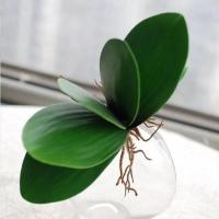 仿真蝴蝶兰叶子花草兰花叶小草绿叶插花叶子假花假叶片 图片色 默认