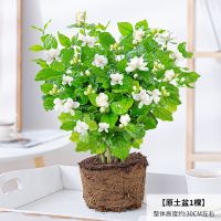 茉莉花盆栽驱蚊草浓香防蚊重瓣好养四季开花不断室内阳台绿植花卉 一颗不含盆带原土茉莉花+肥料