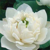 池塘大型荷花藕苗 藕种苗 盆栽荷花种根茎 莲藕根块莲花盆景[7月13日发完] B5东方明珠 藕苗3根