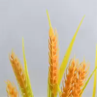 仿真花大麦穗 稻谷塑料水稻婚庆装饰布景 跳舞道具小麦橱窗 七叉麦穗2支