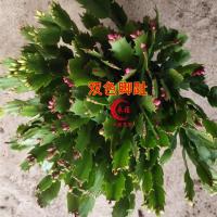 脚趾蟹爪兰带花苞苗花卉盆好养活栽原盆土多色永福十里花街 双色红紫带花苞25-30颗 育苗盆(原塑料营养钵土栽)