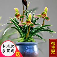 [兰花]浓香型蕙兰墨兰建兰春兰苗盆栽室内植物绿植当年开花 帝王妃 2苗(新手慎选)