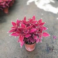 彩叶草盆栽苗五色草色彩鲜艳五彩苏室内阳台庭院花坛好养观叶 彩叶草(原苗盆) 含盆
