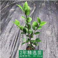 香妃茶花花卉绿植盆栽植物室内鲜花批发真花盆栽好养易活四季开花 香妃茶花2年苗[精选]