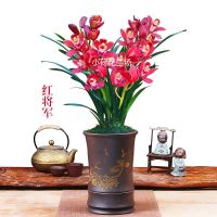 浓香型兰花盆栽蕙兰墨兰春兰花卉盆栽室内植物绿植当年开花兰花苗 新品红将军苗 1苗试栽[不包成活]
