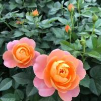 四季开灌木月季大花浓香果汁阳台庭院花卉植物盆栽蔷薇玫瑰花苗 阳台果汁(带花苞) 单盆套餐