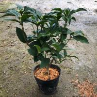 浓香四季桂花树苗好养耐寒耐热室内盆栽花卉室外庭院阳台盆景绿植 4 年苗[260天花期]