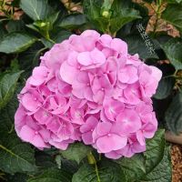 云南绣球花苗四季开花八仙花种苗基地直销无尽夏盆栽地栽阳台种植 粉色 5棵送1棵