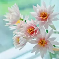 睡莲鲜花香槟色花束真花水养插花客厅办公室水培莲花花卉盆栽荷花 香槟色睡莲鲜花6支装
