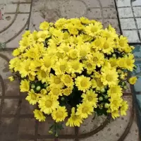四季菊花全年开大花天人菊花苗荷兰菊花苗庭院阳台种植千头菊 千头菊随机颜色一颗 不含盆