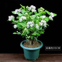 茉莉花盆栽室内花苗驱蚊好养植物四季开花带花苞庭院花卉阳台绿植 茉莉花(原土不含盆)