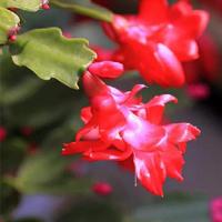 蟹爪莲盆栽室内花卉蟹爪兰花苗四季开花多肉植物蟹爪兰养养开花 [新品1号] [10棵装]送肥料+生根粉