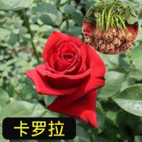 云南玫瑰月季花苗四季开花大花阳台庭院盆栽花卉植物切花扦插种苗 卡罗拉 买10赠2+复合肥