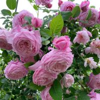 1.6米特大蔷薇花苗藤本月季庭院种植四季开花爬藤玫瑰植物 自由精神(大花四季) 当年小苗2颗(不包成活)