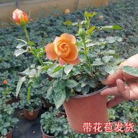 买2送1大花型月季玫瑰盆栽四季开花庭院室内绿植花卉好养花 果汁1盆(活动款)