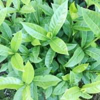 玉兰花树苗黄角兰白玉兰盆栽室内浓香庭院四季黄玉兰盆栽当年花苞 两年苗当年不开花10-20CM 矮苗清香种苗