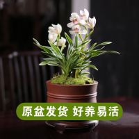兰花 玉芙蓉 迷你金边矮种建兰玉芙蓉四季兰苗室内外盆栽绿植花卉 玉芙蓉-正品 4-5苗[基地原盆发]包活