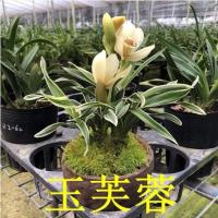拍2件送一份四件套 包活 包开花玉芙蓉 金边矮种兰花苗浓香型 玉芙蓉 2苗连体价格