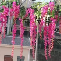 紫藤萝紫藤花树苗爬藤植物阳台庭院围墙四季开花盆栽绿植花卉 仙女藤 1棵四年苗约1公分粗(买二送一)