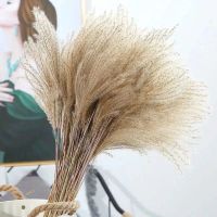 天然芦苇干花花束真花树枝干摆件装饰婚庆拍摄道具自然风干芦苇花 20支本色芦苇 总长度40厘米