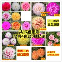 [17色带花苞]太阳花苗重瓣盆栽四季开花混色阳台牡丹死不了枝条 随机4色各3根枝条(混色)