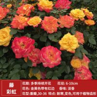 1.7米大花苗欧洲月季蔷薇藤本庭院爬墙植物花卉盆栽绿植易活四季 藤彩虹 1.7米特大苗